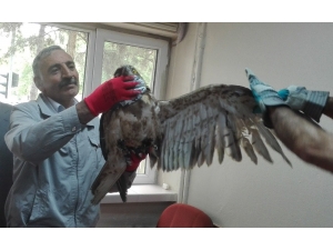 Tedavisi Yapılan Kartal Doğaya Bırakıldı