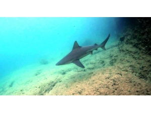 Mskü Su Ürünleri Fakültesi Dekanından Köpek Balığı Açıklaması