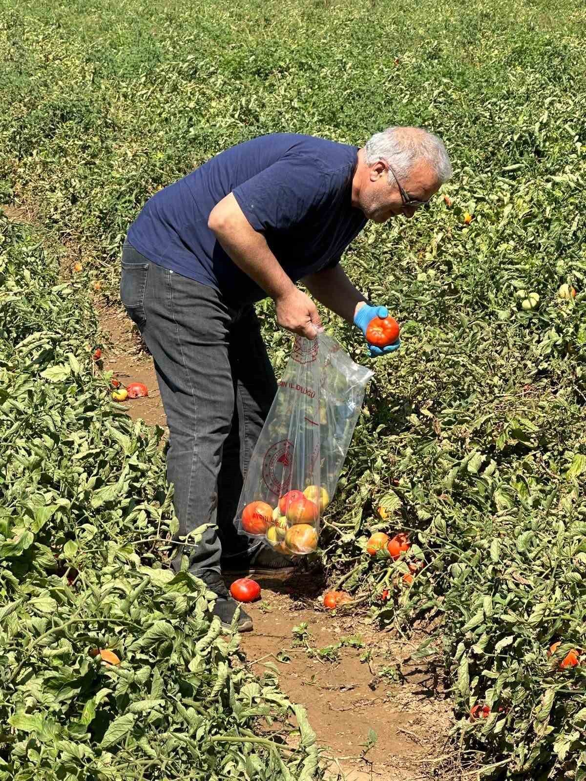 kosk-te-domateste-hasat-oncesi-ilac-kalintisi-denetimi-basladi