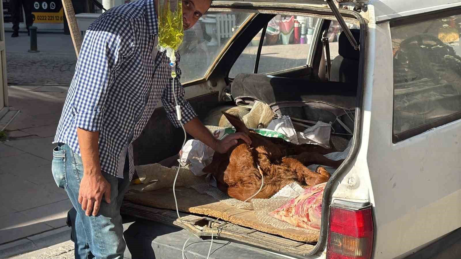 otomobil-bagajinda-minik-kezban-in-tedavisi-yapildi