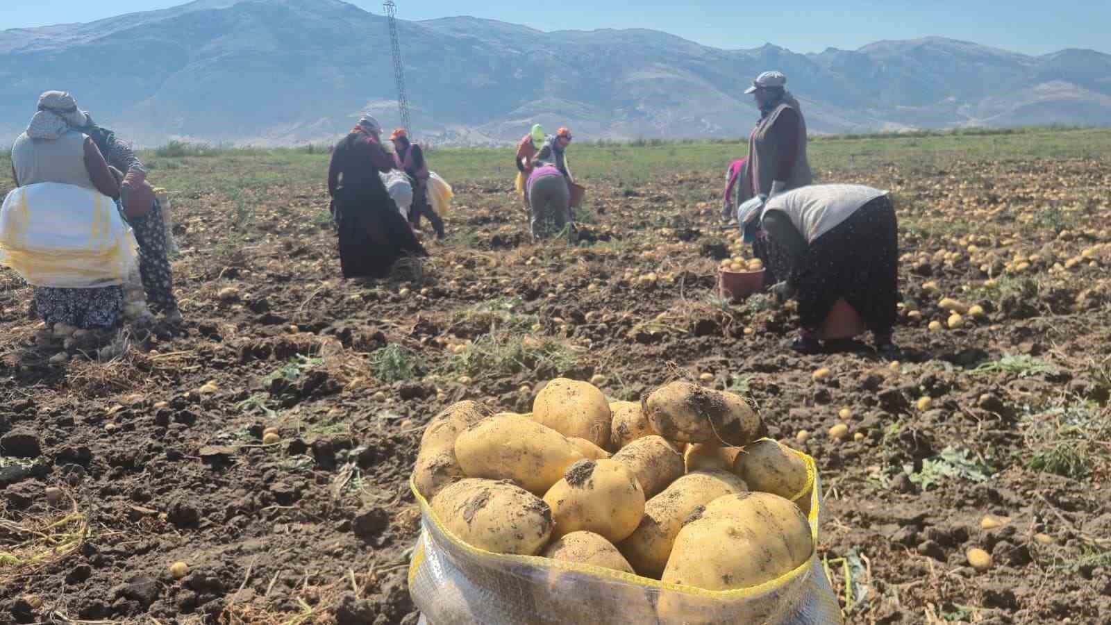 colovasi-nda-patates-hasadi-suruyor