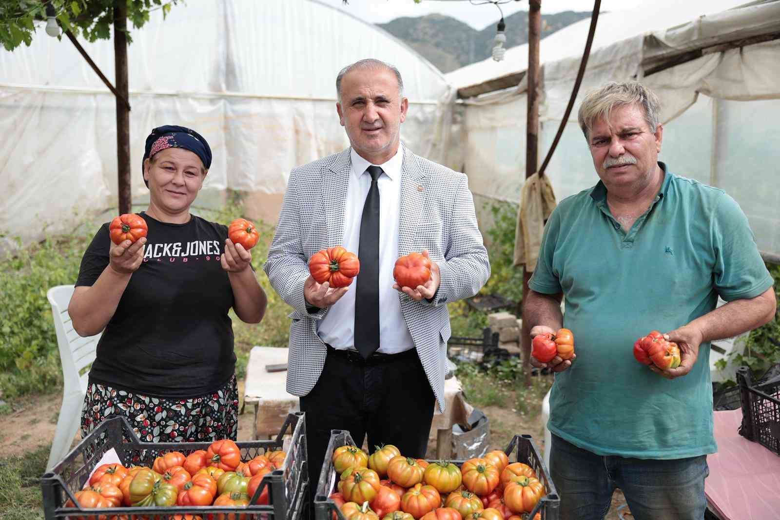 baskan-kaya-ciftciler-gununde-domates-hasadina-katildi