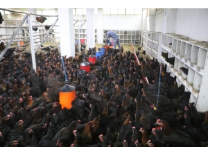 Bankacılıktan Bin 500 Tavuklu Çiftliğe