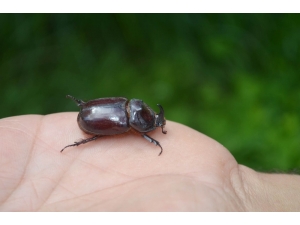 Dünyanın En Güçlü Böceği Çemişgezek’te Görüntülendi