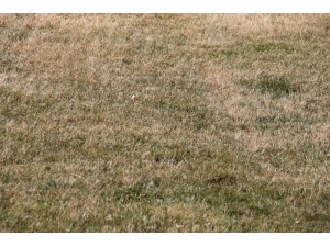 Elazığspor’da Tesislerin Çimleri Kurudu