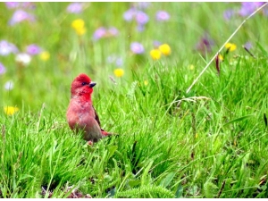 Ardahan’da 90 Kuş Türüne Rastlandı