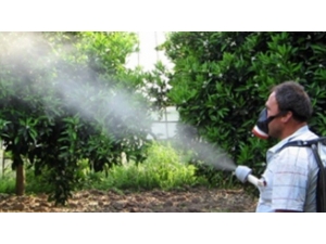 Müdür Görentaş’tan Elma Üreticilerine Uyarı