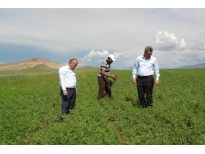 Mehmetçiğin Nohut İhtiyacını Sivas Karşılayacak