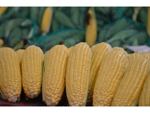 Süt Mısır Tanesi 1 Tl’den Tezgahlarda