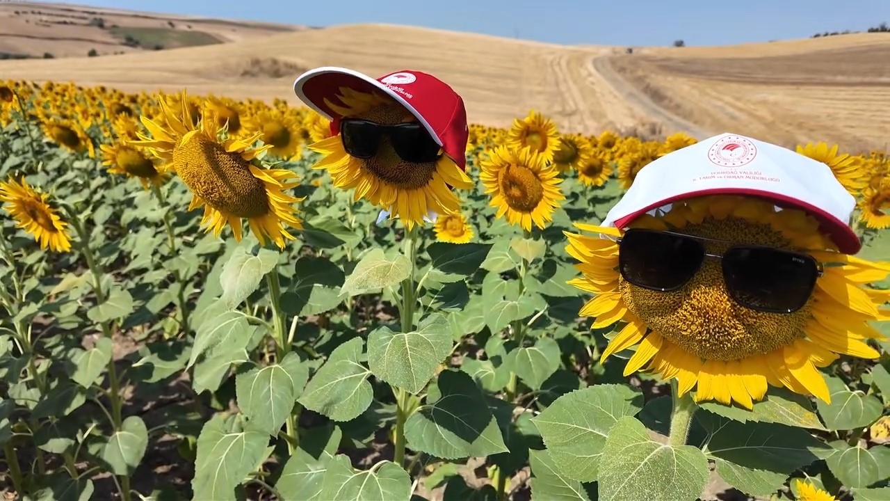 tekirdag-in-sari-tarlalarinda-bereketin-sirri-arilarda