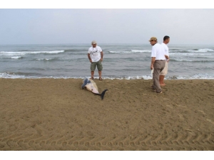 Pamucak Sahilinde Ölü Yunus Bulundu