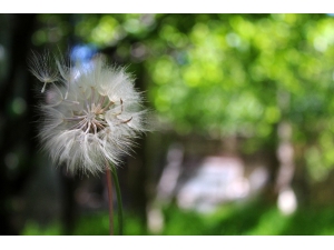 Uzmanlardan Polen Uyarısı