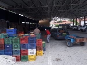 Şaphane’de Kirazın Kilosu 1 Tl’ye Kadar Düştü