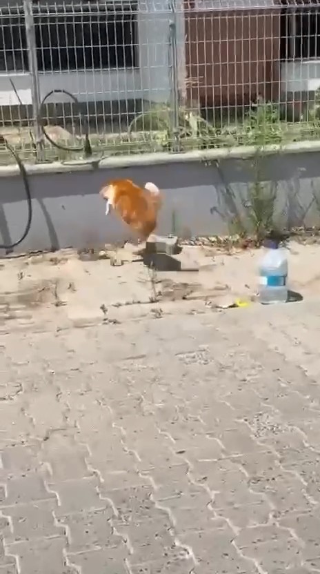 kedi-ile-yilanin-kavgasi-kamerada
