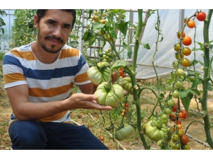 Yetiştirdikleri Tarımsal Ürünler Okullarına Gelir Olarak Dönüyor
