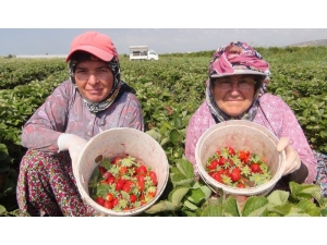 Mersin’de Çilek Üreticileri Sezonu Mutlu Kapattı