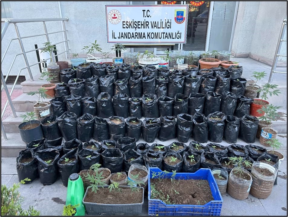 jandarma-saksilarda-yetistirilen-161-kok-kenevir-bitkisi-ile-esrar-ele-gecirdi