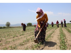 Aydınlı Kadınların 45 Derece Sıcakta Ekmek Parası Mücadelesi