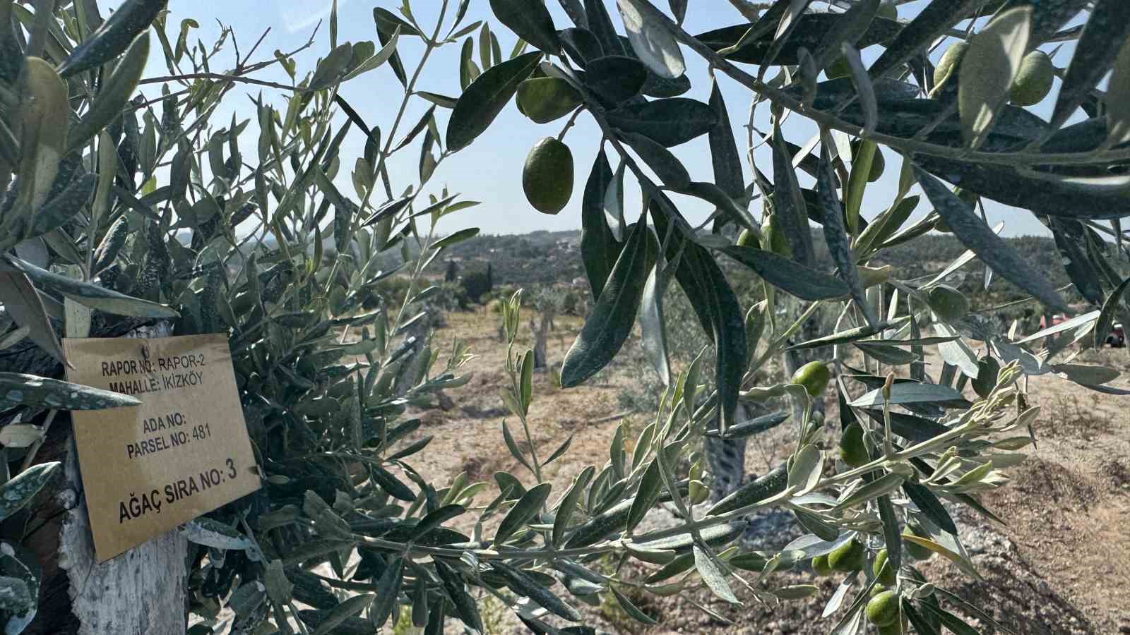 milas-ta-bilimsel-yontemlerle-tasinan-zeytin-agaclari-bir-yil-dolmadan-yeniden-meyve-vermeye-basladi