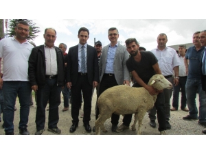 Yetiştiricilere Damızlık Koç Dağıtımı