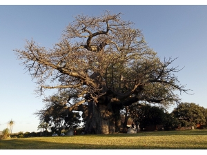 Afrika’da Birkaç Bin Yaşındaki 13 Ağacın 9’u Yok Oldu