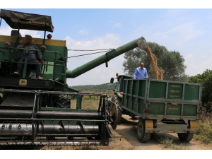 Adana’da Nohut Ekim Alanları Arttı