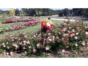 Gölpark Gül Bahçesine Döndü