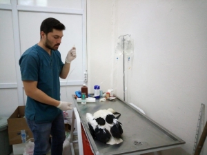 Yemeğe Çalıştığı Yılan, Yavru Leyleğin Boğazında Kaldı