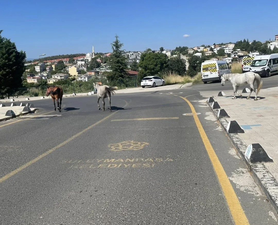 basibos-atlar-mahalle-sakinlerini-tedirgin-ediyor