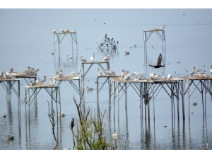300’den Fazla Pelikan Bir Araya Geldi