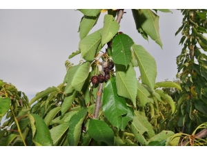 Kiraz Ve Vişneler Dalda Çürüyor