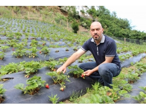 İki Üniversite Bitirdi Organik Çilek Yetiştiriyor