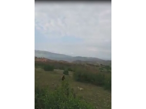 Kangal Köpeği Ayıya Meydan Okudu