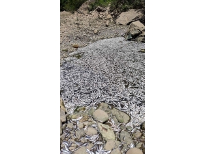 Baraj Suları Çekildi, Balıklar Öldü