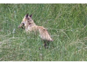Belgesel Tadında Görüntüler