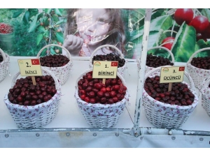 Kirazın Yüzde 7’si Amasya’dan