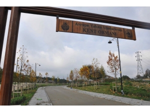 "Uluslararası Kent Ormanı” Eyüpsultan’da Açılıyor