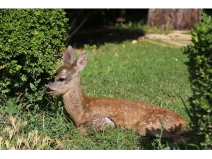 Kırklareli’de Annesini Kaybeden Karaca Gözünü İstanbul’da Açtı