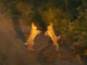 Tavşanların Tatlı Kavgası