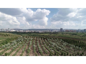 Bakan Eroğlu: ”Başkente Önemli Bir Yeşil Alan Kazandırdık”