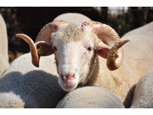 Kurban Kesim İşlemlerinin Esasları Belirlendi