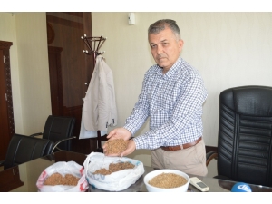 Kuraklık Ve Zamansız Yağış Verimi Düşürdü