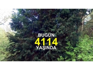 Dünyanın En Yaşlı Ağacını Dünyaya Tanıttılar