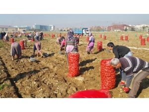 Yaz Patatesinde Son Günler