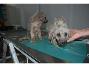 Bakımsız Köpekler Tedavi Altına Alındı