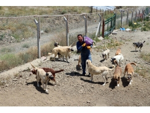 Vaktinin Çoğunu Sadık Dostları Sokak Köpeklerine Adadı