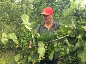 2018 Yılı Fındık Rekoltesinde İkinci Tespit Çalışmalarına Başlandı