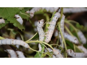 İpek Böcekçiliğine “Genç Kan” Takviyesi