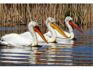 Türkiye’nin Botanik Bahçesi Dilek Yarımadası Yeni Ziyaretçilerini Bekliyor