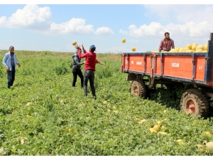 Aromasıyla Meşhur Kırıkhan Kavununun Hasadı Başladı